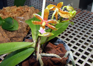 Phaenopsis mannii - Phong lan Hồ Điệp rừng tự nhiên Việt Nam