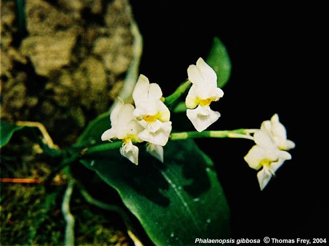 Phalaeopsis gibbosa Sweet - Hồ điệp rừng Việt Nam