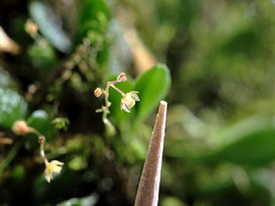 Platystele jungermannioides