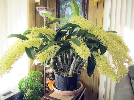 lan Dendrobium speciosum var