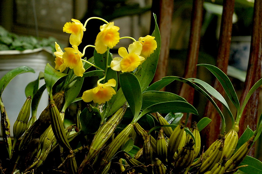 Hoàng thảo hoàng lạp - hoàng lan - nến vàng -  thủy tiên hoàng lạp - Dendrobium chrysotoxum 