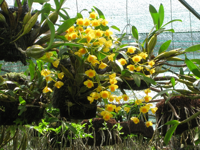 Hoàng thảo hoàng lạp - hoàng lan - nến vàng -  thủy tiên hoàng lạp - Dendrobium chrysotoxum 