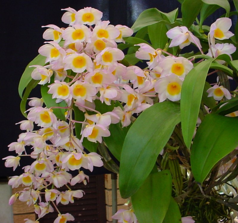 Thủy tiên trắng - Dendrobium farmeri