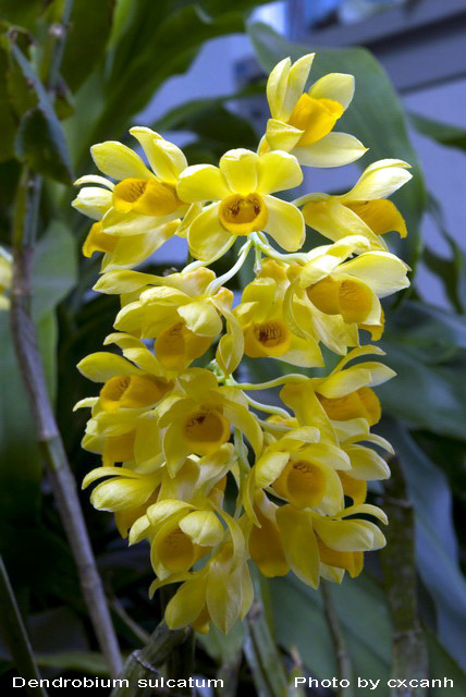 Thủy tiên dẹt - Dendrobium sulcatum