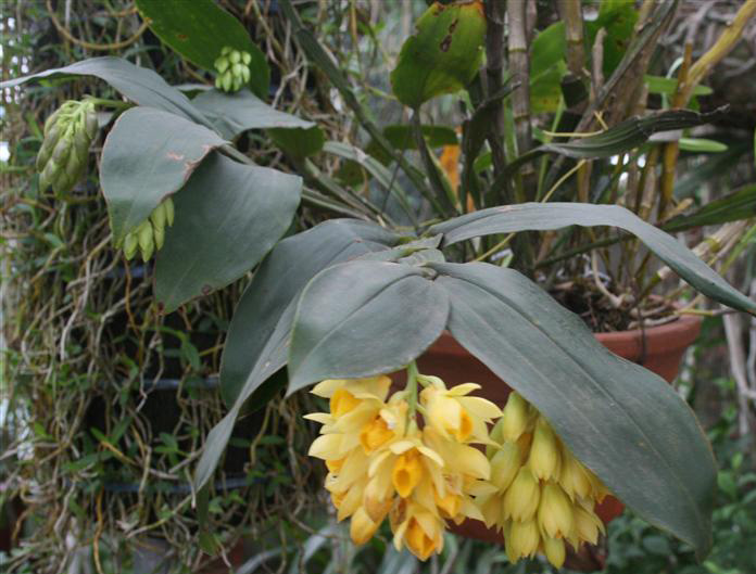 Thủy tiên dẹt - Dendrobium sulcatum
