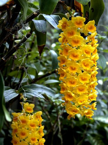 Thủy tiên mỡ gà - Dendrobium densiflorum