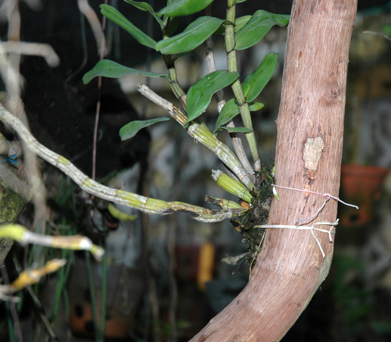 Hoàng thảo trinh bạch - Dendrobium schildhaueri