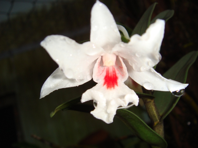 Hoàng thảo trinh bạch - Dendrobium schildhaueri