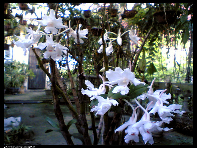 Hoàng thảo trinh bạch - Dendrobium virgineum