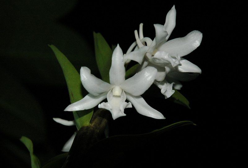 Hoàng thảo trinh bạch - Dendrobium schildhaueri