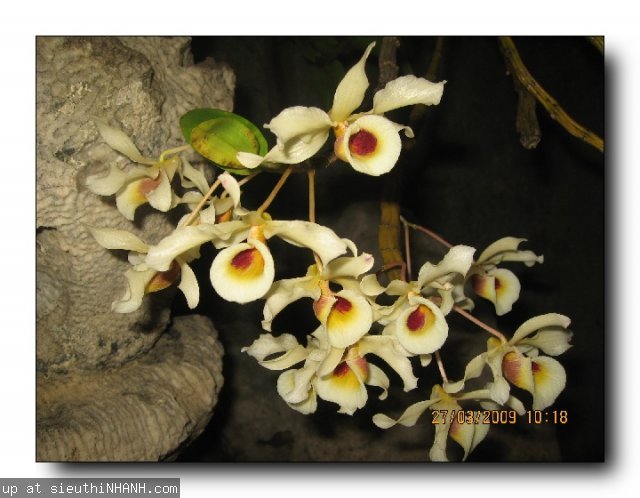 Hoàng thảo xoắn - Dendrobium tortile