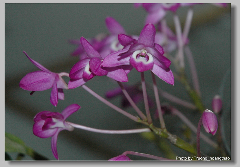 Hoàng thảo Đùi gà dẹt - Dendrobium linawianum