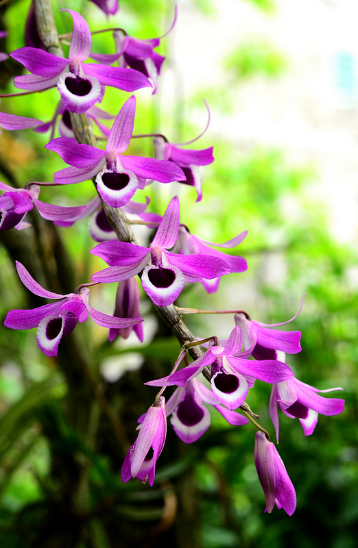 Hoàng thảo kèn - Dendrobium Lituiflorum