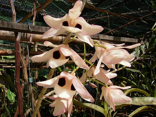 Hoàng thảo thái bình - Dendrobium pulchellum