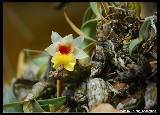 Bạch hỏa hoàng - Dendrobium bellatulum