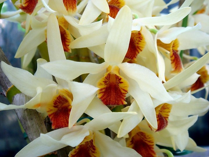 Hoàng thảo lụa vàng - Dendrobium heterocarpum