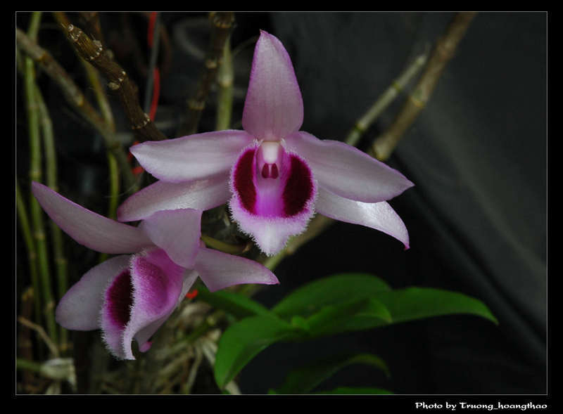 Dendrobium parishii