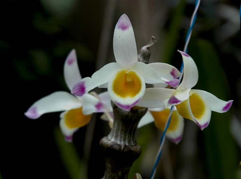 Hoàng thảo Trúc phật bà - Dendrobium pendulum