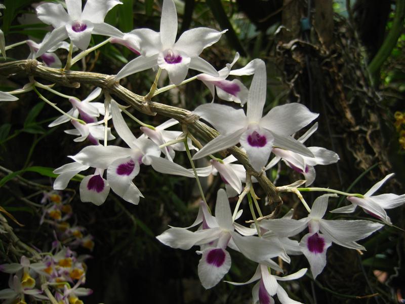 Hoàng Thảo Ý Ngọc - Dendrobium Transparens