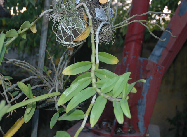 Dendrobium parishii