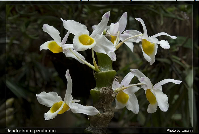 Hoàng thảo Trúc phật bà - Dendrobium pendulum