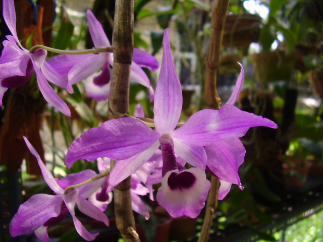 Hoàng thảo kèn - Dendrobium Lituiflorum