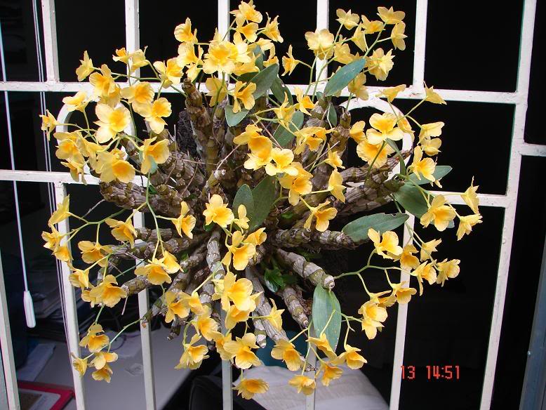 Hoàng thảo kim điệp - Dendrobium capillipes