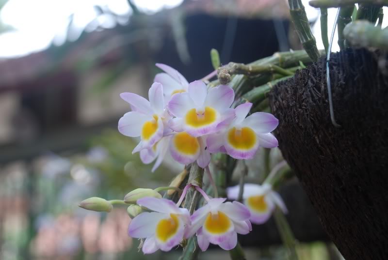 Hoàng thảo long tu đá