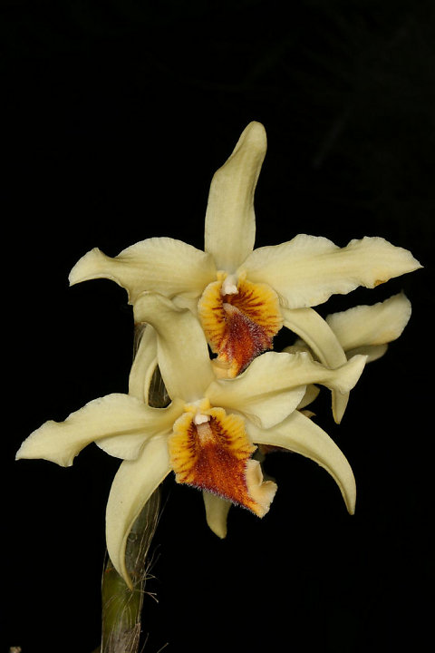 Hoàng thảo lụa vàng - Dendrobium heterocarpum