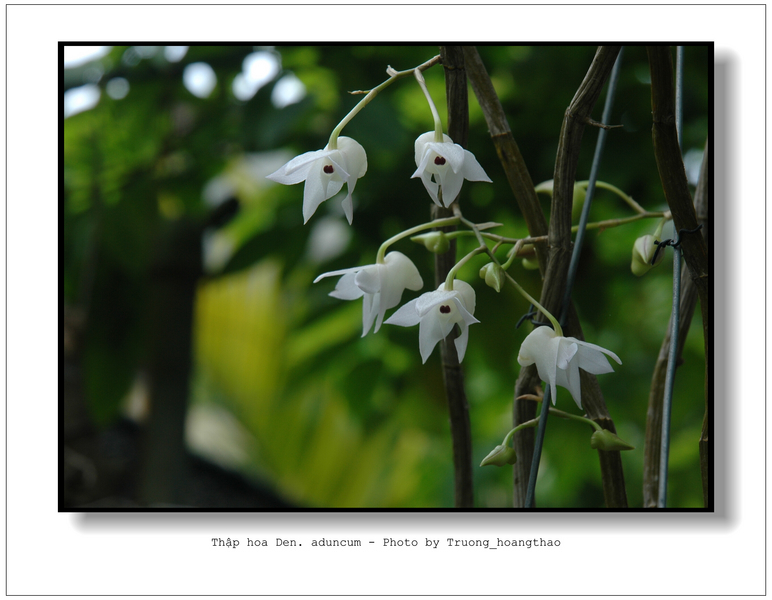 Hoàng thảo thập hoa - Dendrobium aduncum