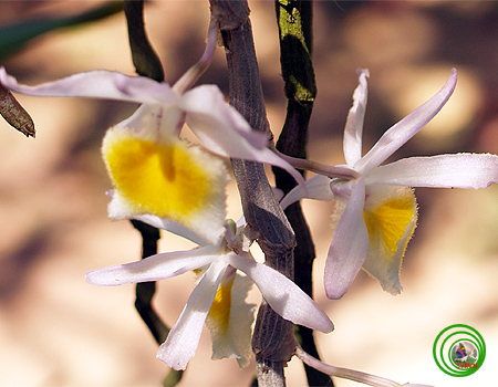 Hoàng thảo xinh xinh - Dendrobium loddigesii