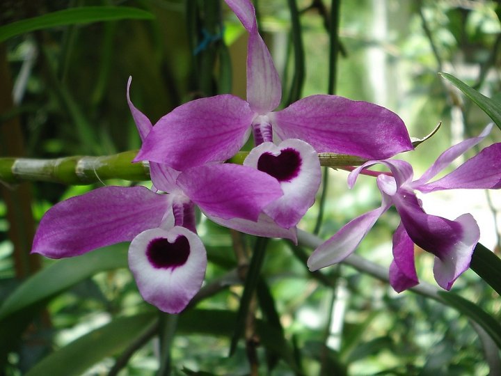 Hoàng thảo kèn - Dendrobium Lituiflorum