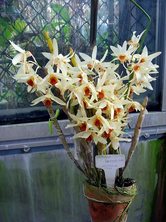 Hoàng thảo lụa vàng - Dendrobium heterocarpum