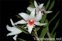 Hoàng thảo Nhất điểm hoàng - Dendrobium draconis