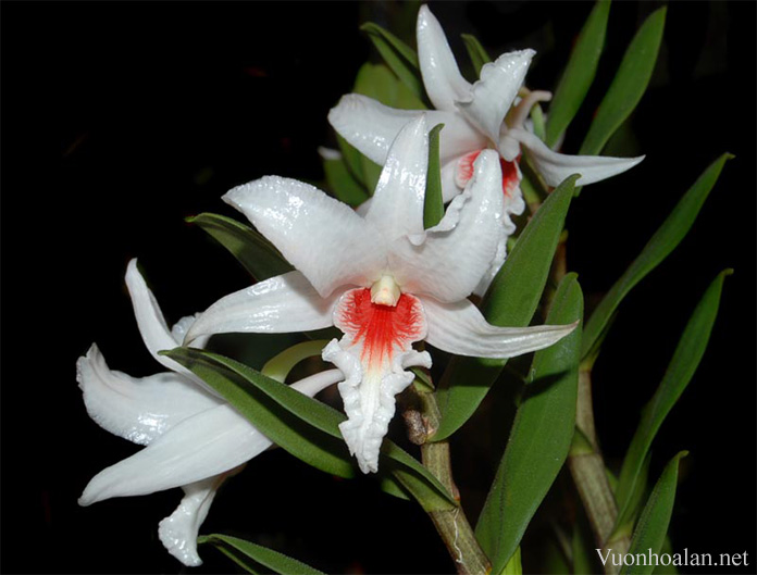 Hoàng thảo nhất điểm hồng - Dendrobium draconis