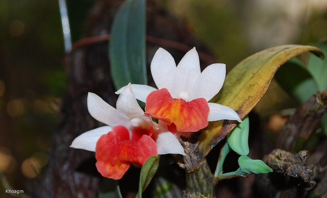 Bạch hỏa hoàng - Dendrobium bellatulum