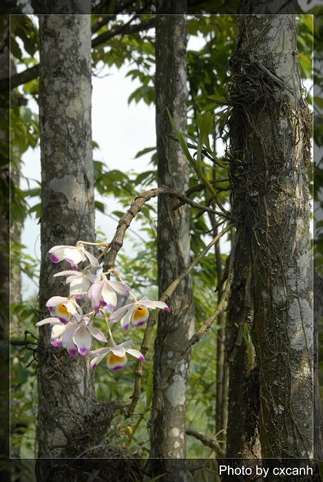 Hoàng thảo u lồi, tứ bảo sắc - Dendrobium wardianum