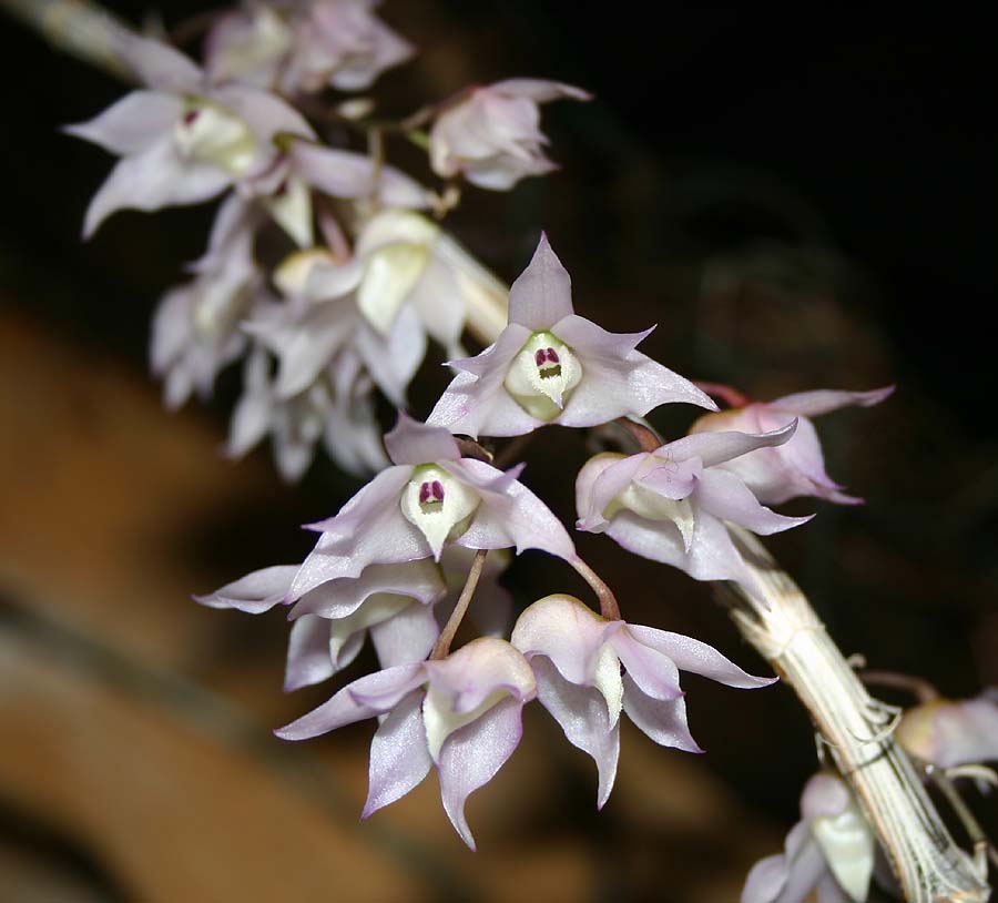 Hoàng thảo thập hoa - Dendrobium aduncum