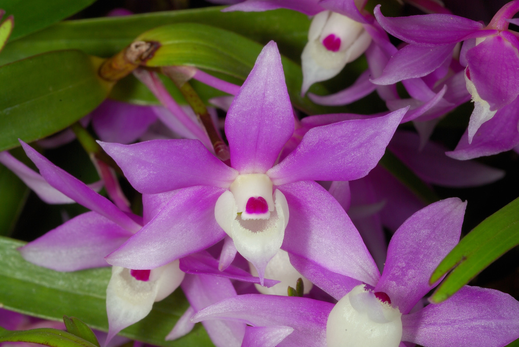 Hoàng thảo tím huế - Dendrobium hercoglossum