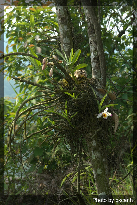 Hoàng thảo u lồi, tứ bảo sắc - Dendrobium wardianum
