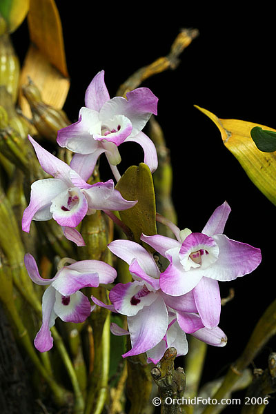 Hoàng thảo Đùi gà dẹt - Dendrobium linawianum