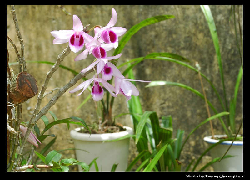 Dendrobium parishii