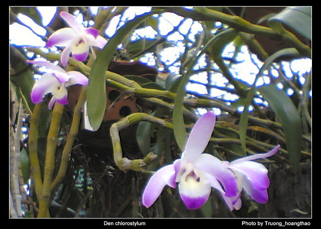 Hoàng thảo Đùi gà dẹt - Dendrobium linawianum