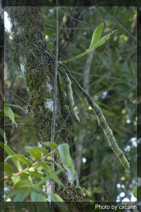 Hoàng thảo u lồi, tứ bảo sắc - Dendrobium wardianum