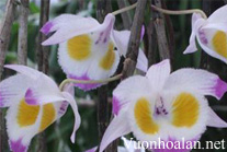 Hoàng thảo Tam bảo sắc - Dendrobium devonianum