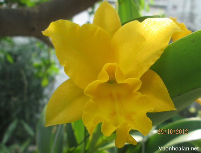 Cattleya cho hoa màu vàng