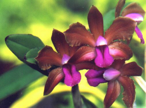 Lan Hoàng Hậu - Cattleya bicolor