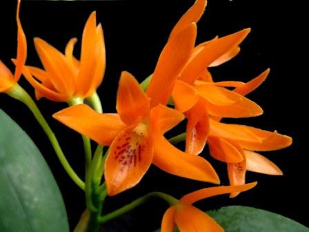 Classification of Cattleya orchids