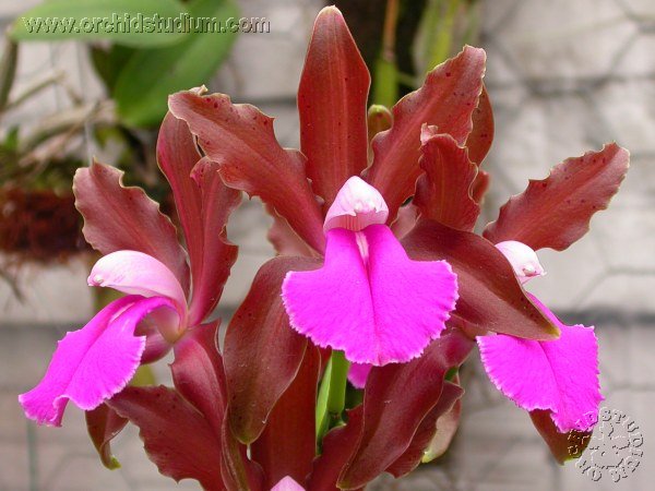 Lan Hoàng Hậu - Cattleya bicolor