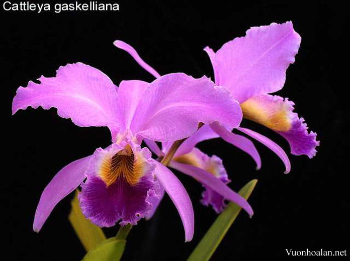 Cattleya gaskelliana